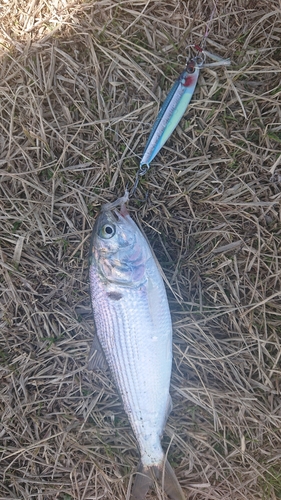 コノシロの釣果