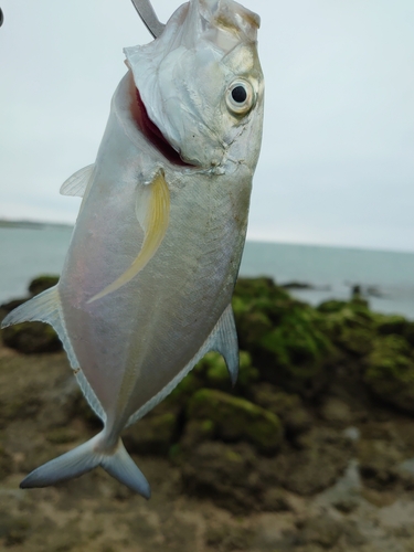 ガーラの釣果