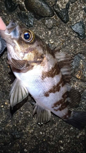 シロメバルの釣果