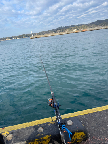 イワシの釣果