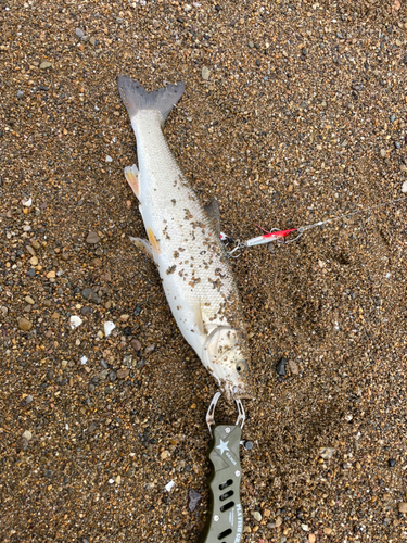 ウグイの釣果