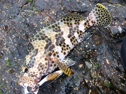 カンモンハタの釣果