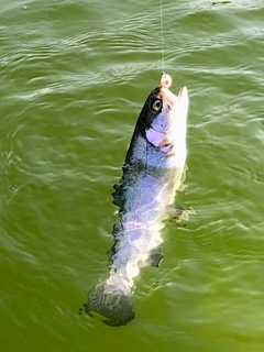 ニジマスの釣果