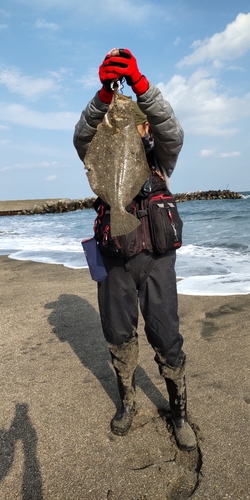 ヒラメの釣果