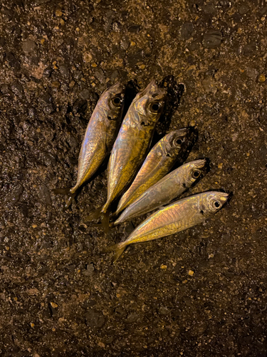 マアジの釣果