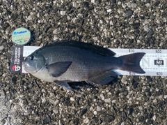 クチブトグレの釣果