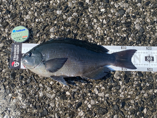 クチブトグレの釣果