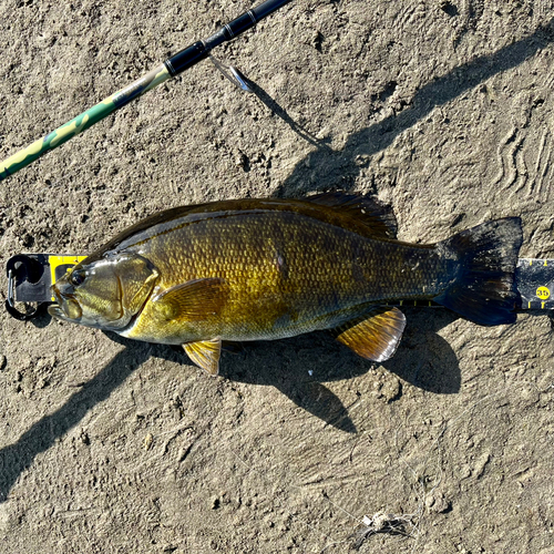 スモールマウスバスの釣果