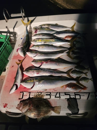 メジロの釣果