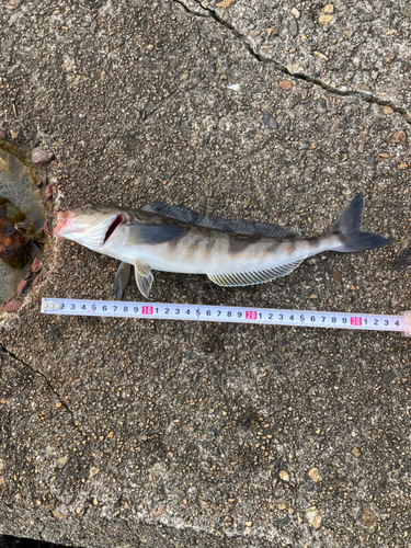 ホッケの釣果