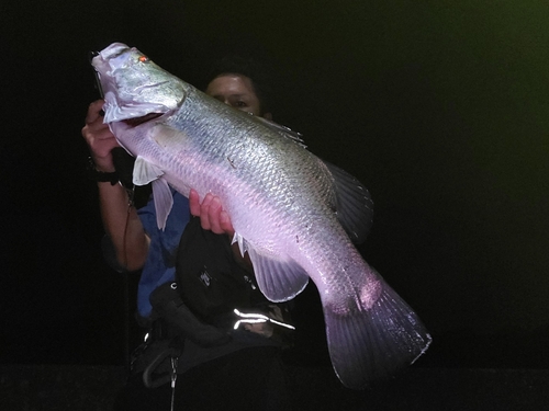 アカメの釣果