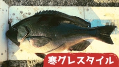 グレの釣果