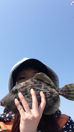 カワハギの釣果