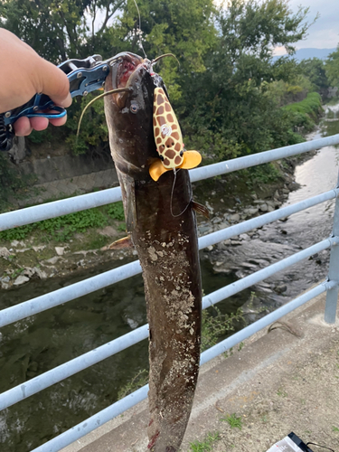 ナマズの釣果