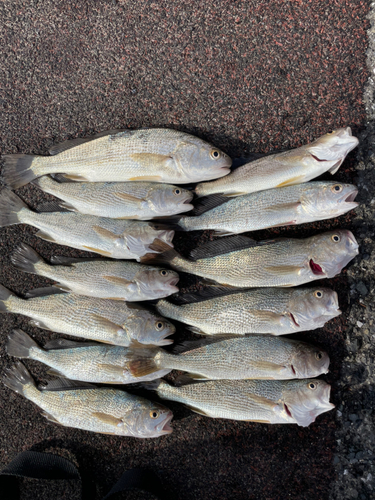 イシモチの釣果