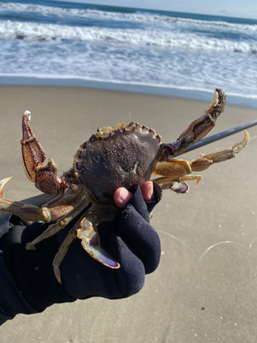 ヒラツメガニの釣果