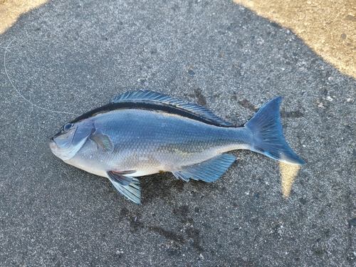 メジナの釣果