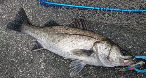 シーバスの釣果