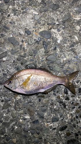 ウミタナゴの釣果