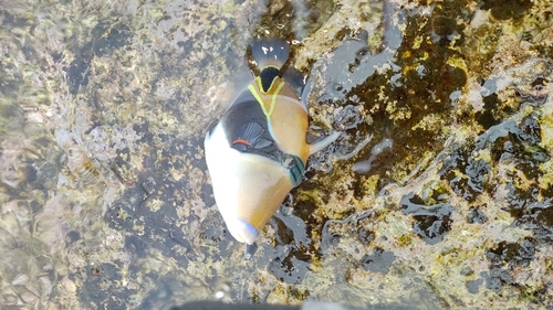 ムラサメモンガラの釣果