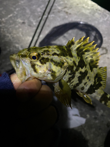 タケノコメバルの釣果