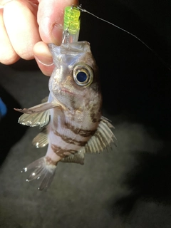 シロメバルの釣果