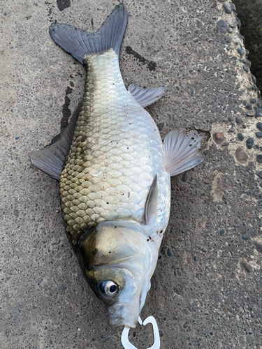 ヘラブナの釣果