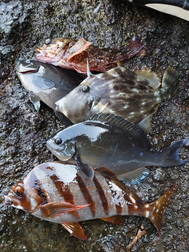 オナガグレの釣果