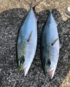 ハマチの釣果