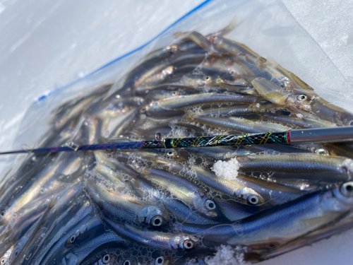 ワカサギの釣果