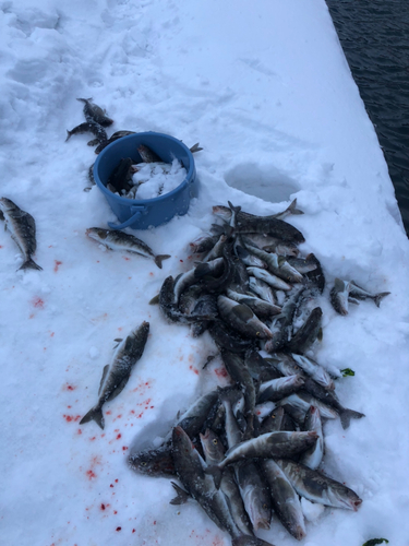 ホッケの釣果