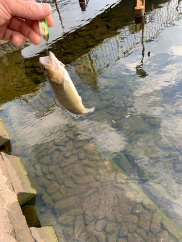 ブラウントラウトの釣果