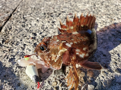 カサゴの釣果