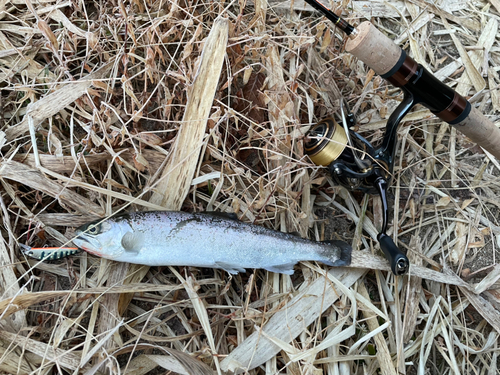 アマゴの釣果