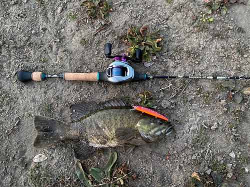 スモールマウスバスの釣果