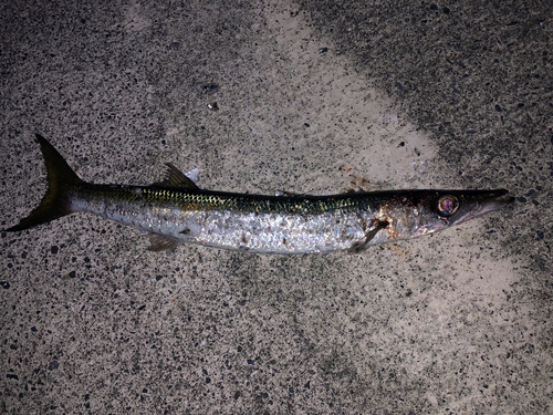 カマスの釣果