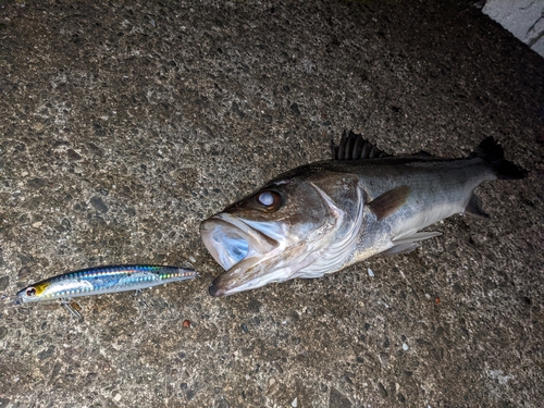 シーバスの釣果