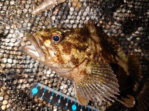 ムラソイの釣果