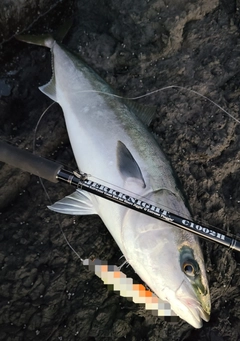 ハマチの釣果