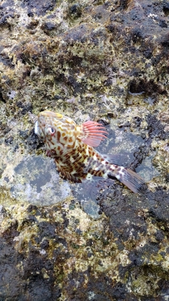 イソゴンベの釣果