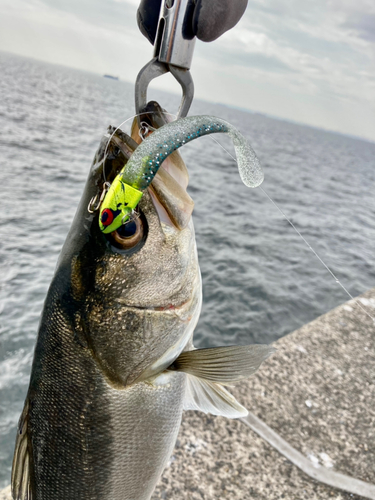 フッコ（マルスズキ）の釣果