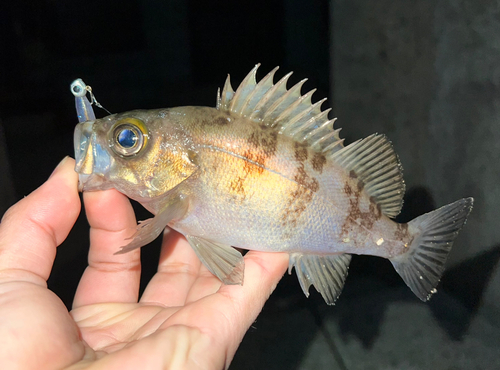 メバルの釣果