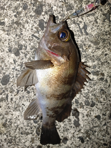 メバルの釣果