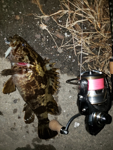 タケノコメバルの釣果