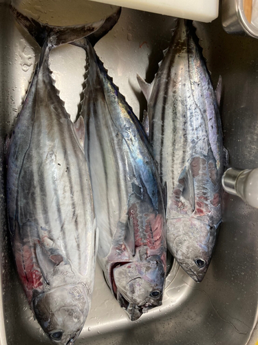 カツオの釣果