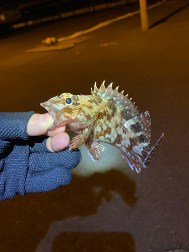 カサゴの釣果