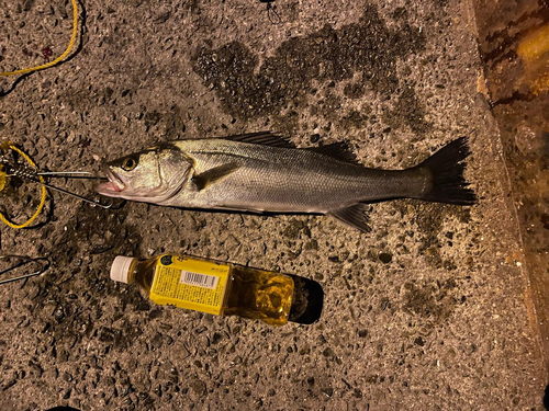 ハネ（マルスズキ）の釣果