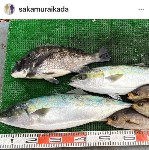 メジロの釣果