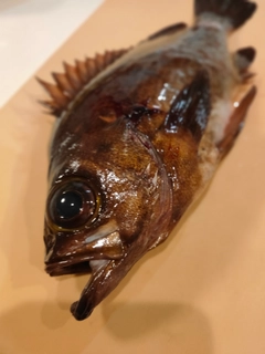 アカメバルの釣果