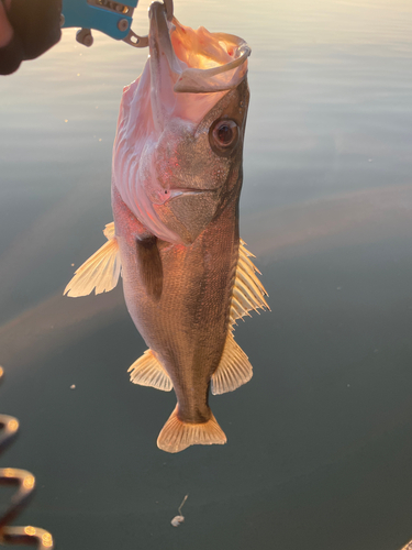 セイゴ（マルスズキ）の釣果